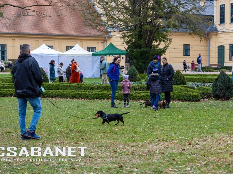 Tacskótalálkozó Gyulán - 2025 Tacskótalálkozó Gyulán - 2025