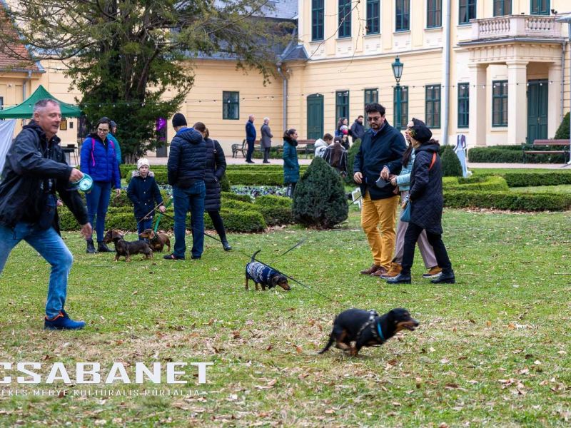 Tacskótalálkozó Gyulán - 2025 Tacskótalálkozó Gyulán - 2025