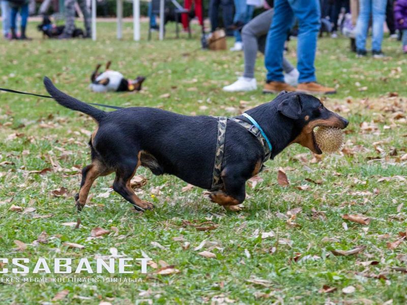 Tacskótalálkozó Gyulán - 2025 Tacskótalálkozó Gyulán - 2025