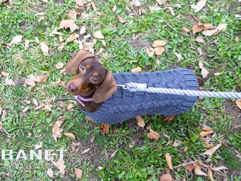 Tacskótalálkozó Gyulán - 2025 Tacskótalálkozó Gyulán - 2025