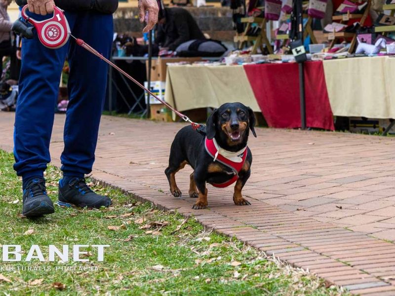 Tacskótalálkozó Gyulán - 2025 Tacskótalálkozó Gyulán - 2025