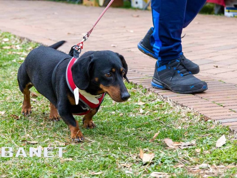 Tacskótalálkozó Gyulán - 2025 Tacskótalálkozó Gyulán - 2025