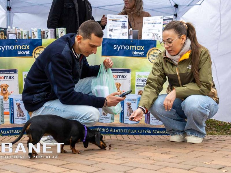 Tacskótalálkozó Gyulán - 2025 Tacskótalálkozó Gyulán - 2025