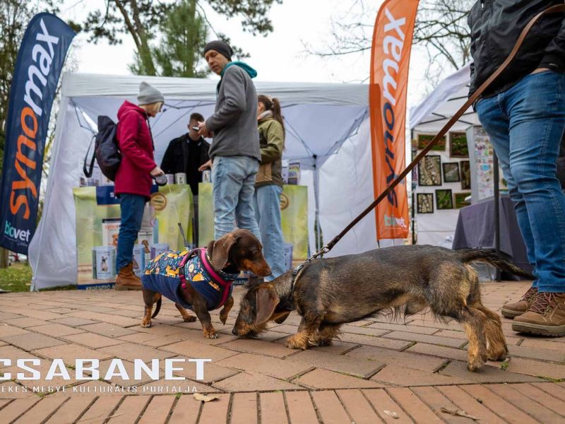 Tacskótalálkozó Gyulán - 2025 Tacskótalálkozó Gyulán - 2025